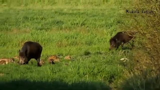 Дикий кабан? смотреть онлайн