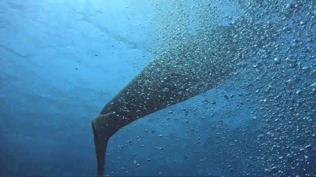 Толстая , но счастливая #русалка #дюгонь редкое животное #dugon #сирена #sirenia смотреть онлайн