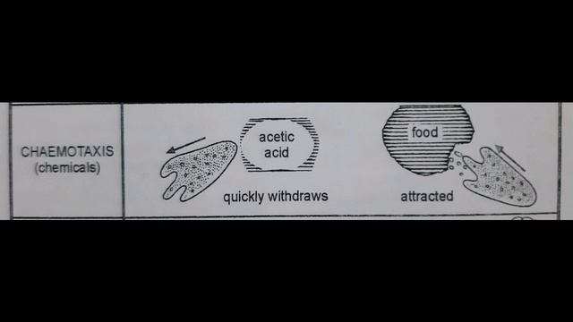 Amoeba Proteus  =  BEHAVIOUR = 4. Chemotaxis (Chemicals)