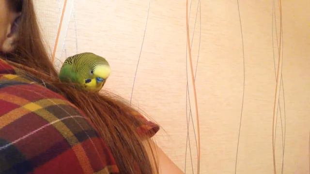 Наша птичка) смотреть онлайн