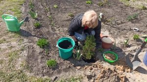 КАК САЖАТЬ МОЖЖЕВЕЛЬНИК. КАК ПРАВИЛЬНО ПОСАДИТЬ МОЖЖЕВЕЛЬНИК. Посадка и уход за можжевельником