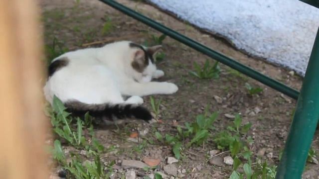 Кошка ловит мышь смотреть онлайн
