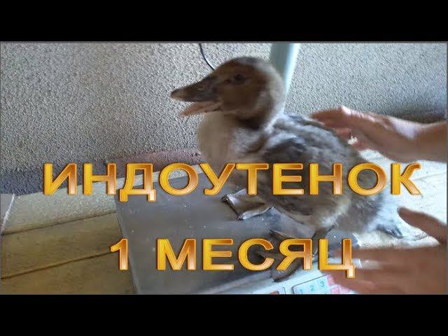 ВЗВЕШИВАНИЕ - утятам месяц смотреть онлайн