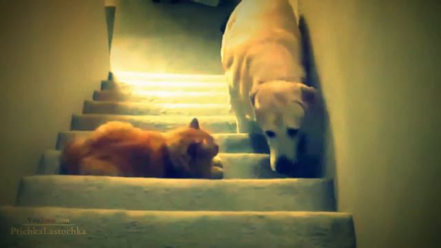 Dogs Who Are Terrified Of Walking Past Cats, Dogs Scared to Pass Cats Compilation Video смотреть онлайн
