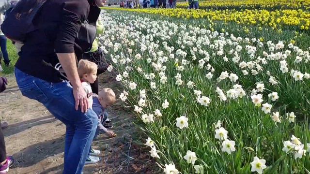 Фестиваль тюльпанов в Chilliwack смотреть онлайн
