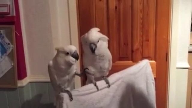 Танцующие птицы смотреть онлайн
