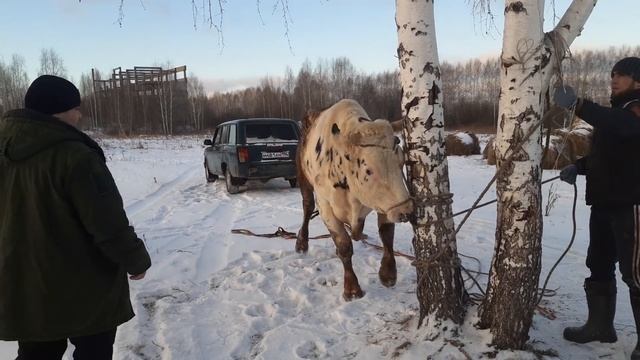 #Насчёт#сегодняшней забой быка два с половиной года750кг 400чисти мияса смотреть онлайн