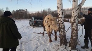 #Насчёт#сегодняшней забой быка два с половиной года750кг 400чисти мияса