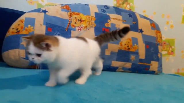 Экзот смотреть онлайн