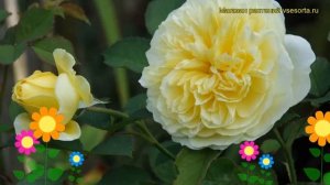 Роза английская кустовая Тhе Пилгрим. Краткий обзор, описание характеристик The Pilgrim