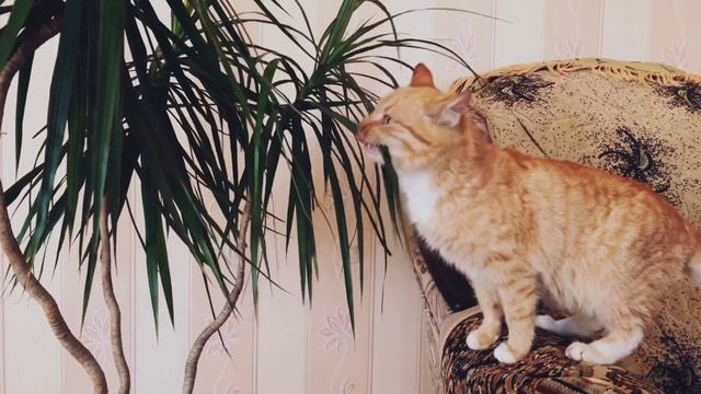 Кот не может дождаться весны и грызет все вазоны ) Приколы с котами смотреть онлайн