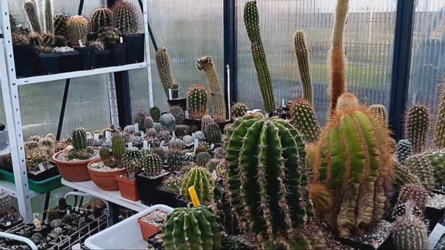 Ответы на вопросы по содержанию кактусов и литопсов.