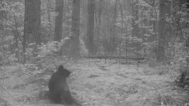 Дикие кабаны и пень. Wild Boars And Stump.