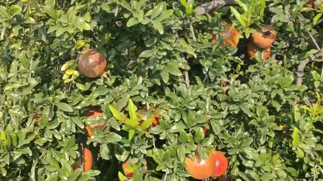 Anar Ki Kheti | Pomegranate Farming смотреть онлайн