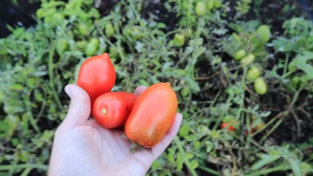 Томат сорта Чудо лентяя / Как вырос без ухода / Мой лентяйский эксперимент смотреть онлайн