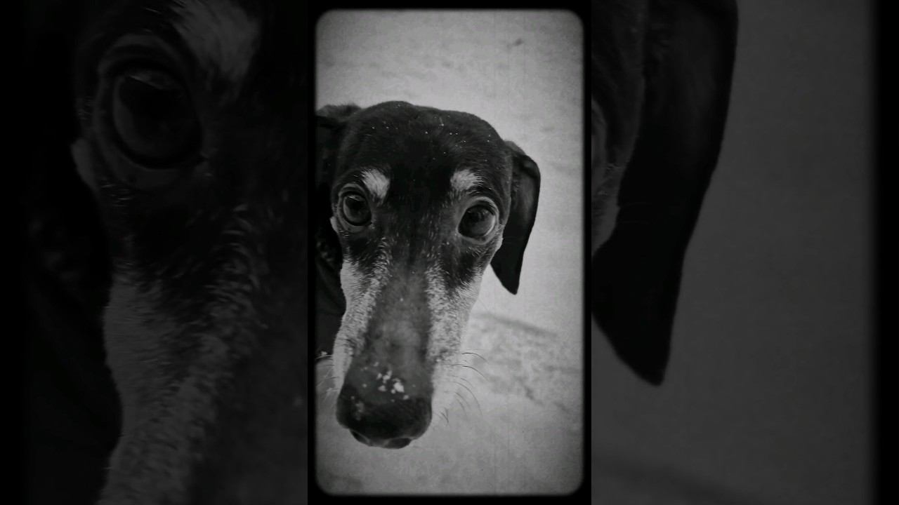 Всех с ВЕСНОЙ!!!А какая погода сегодня в вашем городе?))) #суровыйдальнийвосток #веснавХабаровске смотреть онлайн