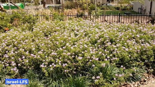 Что раздражает в Израиле смотреть онлайн