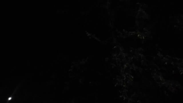 что за птица пищит ночью? смотреть онлайн