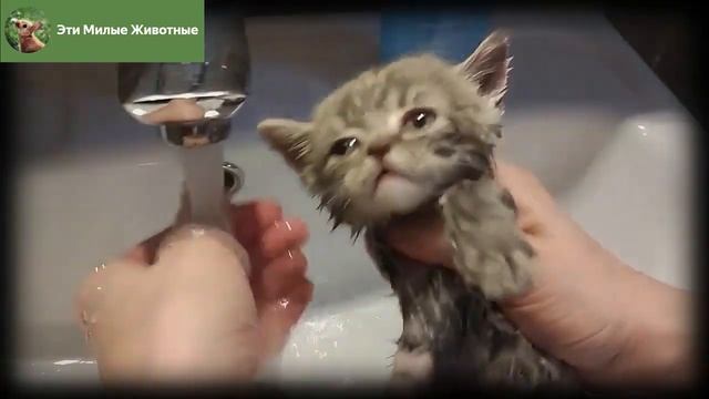 Брошенный котёнок с улицы впервые моется. И не узнать после помывки. смотреть онлайн
