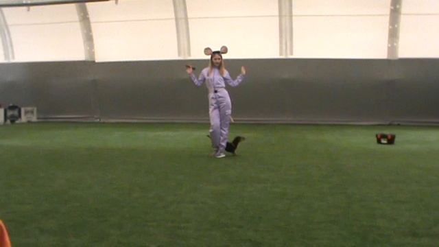 Дебют-Фристайл - Егорова Светлана и такса Тося смотреть онлайн