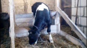 рацион бычка в 1.5мес//новое стойло для теленка//содержание бычков