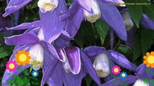 Клематис гибридный Франки. Краткий обзор, описание характеристик clematis Frankie