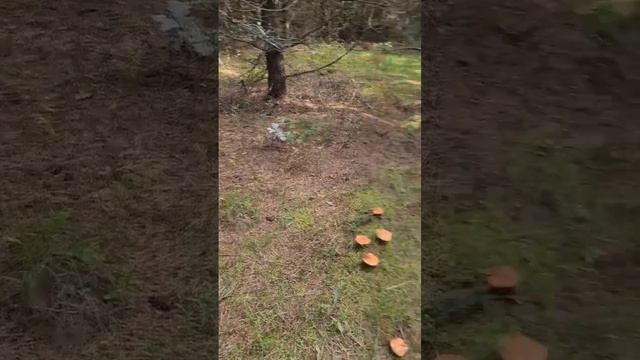 ОГРОМНОЕ ПОЛЕ ГРИБОВ !!! смотреть онлайн