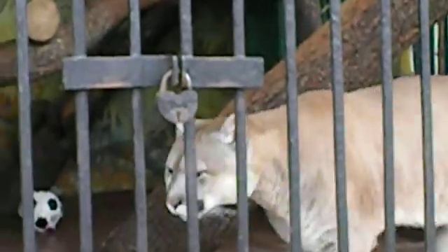 Ленинградский зоопарк (славная киска) смотреть онлайн