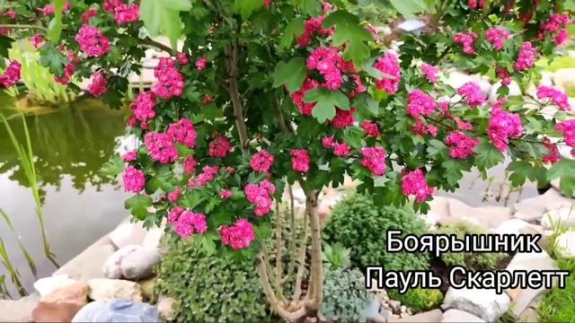 Ива Хакура-Нишики зимовка и проблемы. Розы после обрезки. Уборка. Сад в ноябре Фундазол от Fitaktiv смотреть онлайн