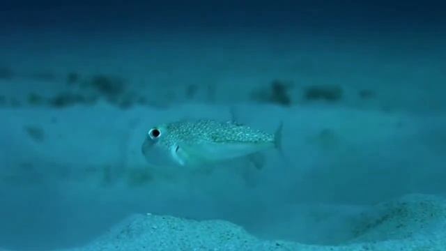 японский иглобрюх рыба художник