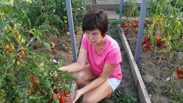 Рассказ о черри, мелкоплодных и кистевых сортах наших томатов. Последние дни августа 2022. смотреть онлайн