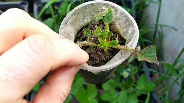 РАССАДА КЛУБНИКИ ПОСЛЕ ЗИМЫ.КЛУБНИКА В ТРУБАХ ПОСЛЕ ЗИМЫ. смотреть онлайн