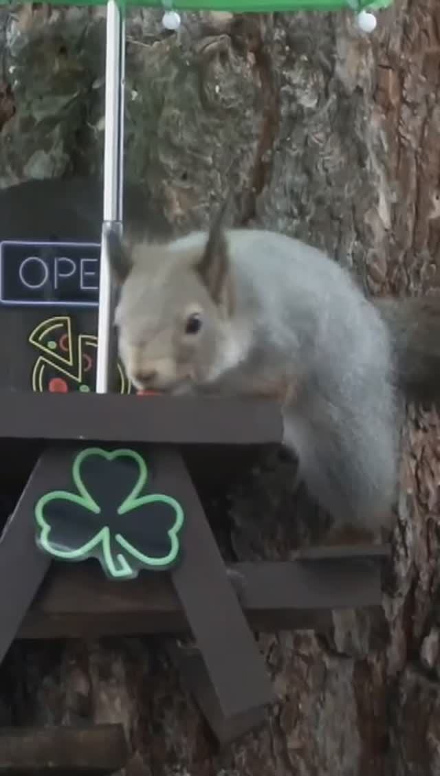 #shorts Белка забирает орех со столика