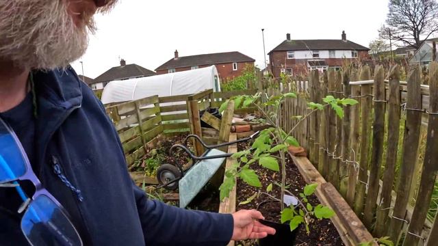 OutSide Tomatoes | Growing Outside Tomatoes in the UK | Allotment Gardening With Tony