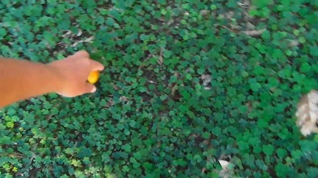 Самый красивый сад Аланьи смотреть онлайн