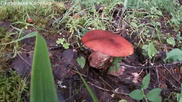 Грибы в еловом лесу. Сбор грибов в августе. Сколько грибов в лесу. Съедобные грибы 2020.