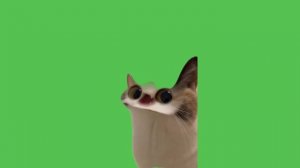 мяу мяу мем.