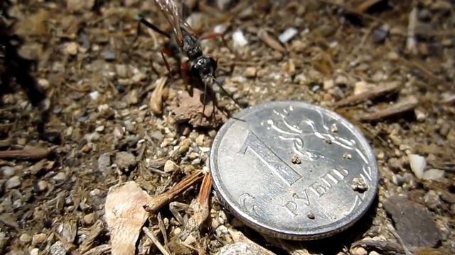 Земляная оса и монета смотреть онлайн