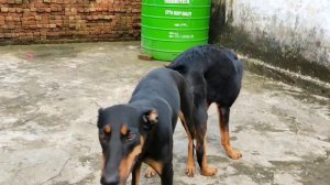 Tibetan mastiff and doberman mating first time😲