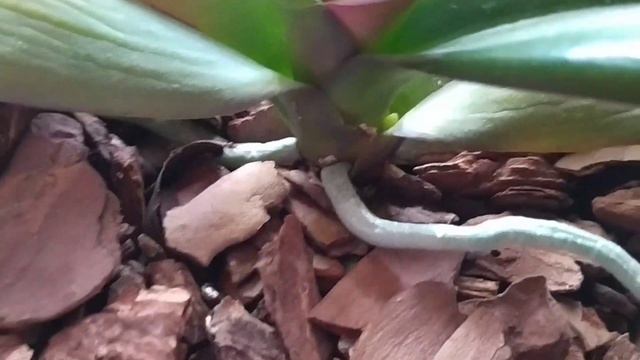 Как себя чувствует орхидея Фронтера. 🌺🌺🌺 смотреть онлайн