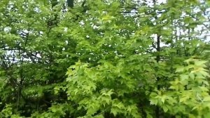 Прячьте ловушки для пчел. МОГУТ СКОМУНИЗДИТЬ(((