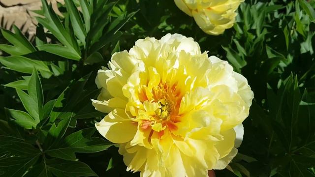 Дом в цветах// Мой сад. 7 июня. Расцвели розы. смотреть онлайн