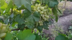 Виноград. Интересная форма винограда Анна Герман ( Приднестровья)