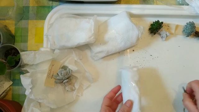 Суккуленты. Эхеверия. Алое и Каланхоэ. Распаковка посылки от коллекционера смотреть онлайн