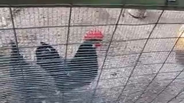 Крик Петуха смотреть онлайн