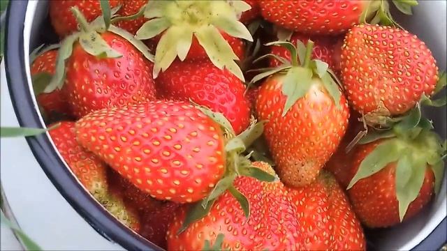 Первый сбор клубники. Кемерово, 29.06.2019. смотреть онлайн