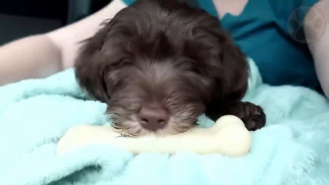 15 Poodle Mix Breeds That Will Melt Your Heart смотреть онлайн