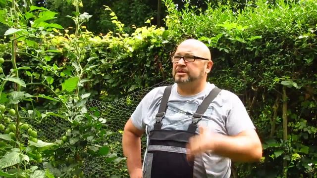 Томаты Помидоры Почему лопаются помидоры Почему трескаются томаты смотреть онлайн