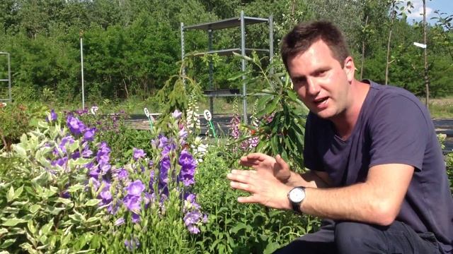 Campanula persicifolia 'Takion Blue' - Baracklevelű harangvirág смотреть онлайн