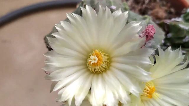 Astrophytum Myriostigma Cv. Hakujo Fukuryu Seeding